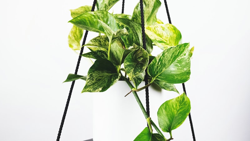 世界杯历史经典时刻 - 球员高举大力神杯庆祝胜利